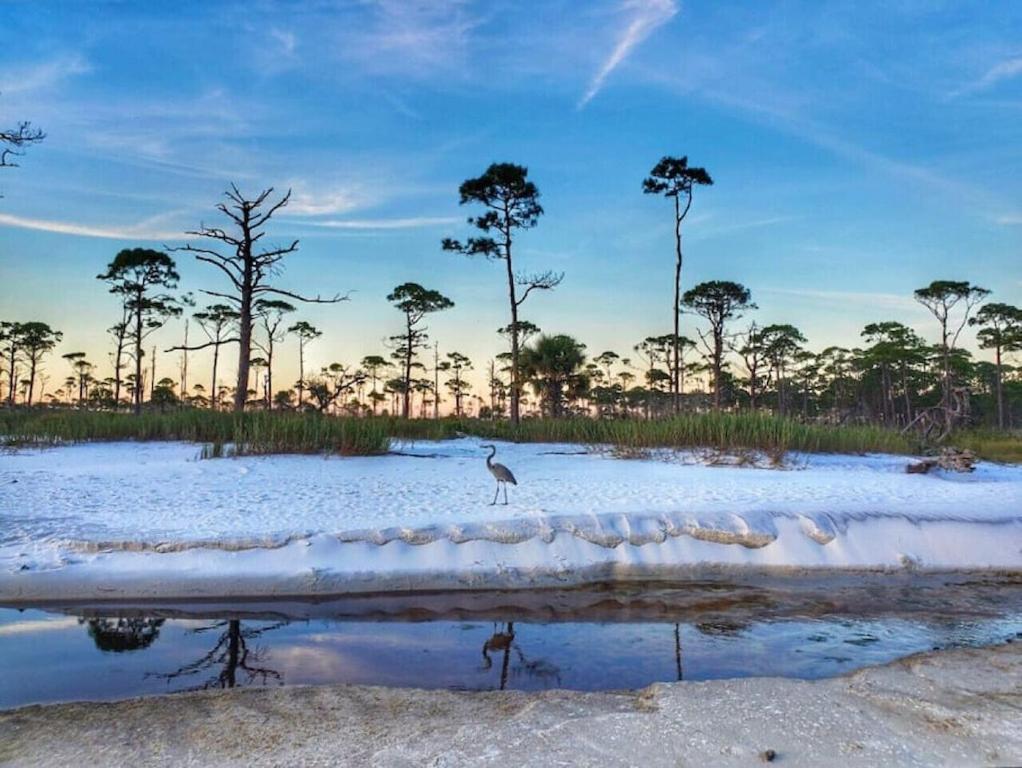 Tortuga Tillys Cape San Blas Kültér fotó