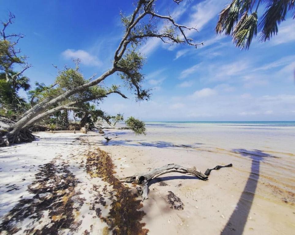 Tortuga Tillys Cape San Blas Kültér fotó